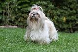SHIH TZU 222